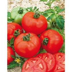Tomate Gordal HF1