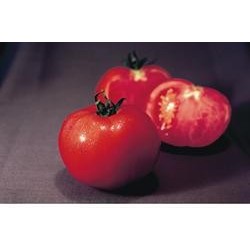 Tomate Olympe HF1