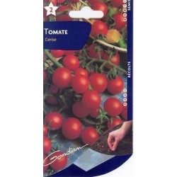 Tomate Cerise